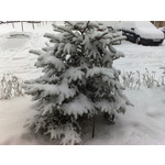 Zdjęcia użytkowników Nokia N82