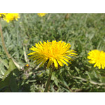 Zdjęcia użytkowników Nokia N82