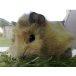 Zdjęcia użytkowników Nokia N82