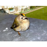 Zdjęcia użytkowników Nokia N82