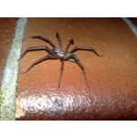 Zdjęcia użytkowników Nokia N82