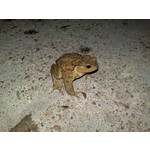 Zdjęcia użytkowników Nokia N82