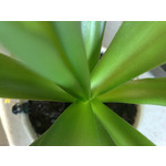 Zdjęcia użytkowników Nokia N82