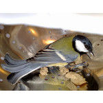 Zdjęcia użytkowników Nokia N82