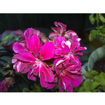 Zdjęcia użytkowników Nokia N82