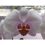 Zdjęcia użytkowników Nokia N82