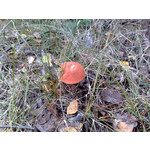 Zdjęcia użytkowników Nokia N82