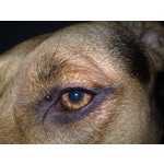 Zdjęcia użytkowników Nokia N82