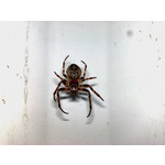 Zdjęcia użytkowników Nokia N82