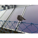 Zdjęcia użytkowników Nokia N82