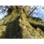 Zdjęcia użytkowników Nokia N95