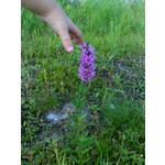 Zdjęcia użytkowników Nokia N95
