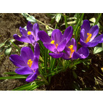 Zdjęcia użytkowników Nokia N97 mini