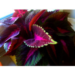 Zdjęcia użytkowników Nokia N97 mini