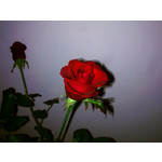 Zdjęcia użytkowników Nokia N97 mini