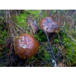 ZDJĘCIA Z TEGO TELEFONU