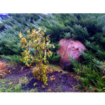 Zdjęcia użytkowników Nokia X3-02