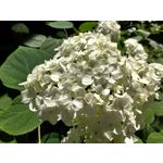 ZDJĘCIA Z TEGO TELEFONU