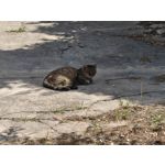 Zdjęcia użytkowników Nothing Phone (3)