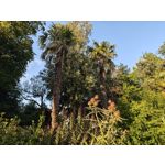 Zdjęcia użytkowników Nothing Phone (3)