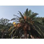 Zdjęcia użytkowników Nothing Phone (3)