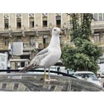 Zdjęcia użytkowników Nothing Phone (3)