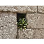 Zdjęcia użytkowników Nothing Phone (3)