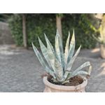 Zdjęcia użytkowników Nothing Phone (3)