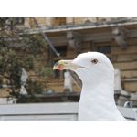 Zdjęcia użytkowników Nothing Phone (3)