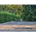 Zdjęcia użytkowników Nothing Phone (3)