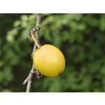 ZDJĘCIA Z TEGO TELEFONU