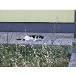 Zdjęcia użytkowników Nothing Phone (3)