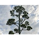 Zdjęcia użytkowników Nothing Phone (3)