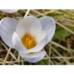 Zdjęcia użytkowników Nothing Phone (3a) Pro
