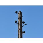 Zdjęcia użytkowników Nothing Phone (3a) Pro