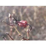 Zdjęcia użytkowników Nothing Phone (3a) Pro