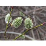 ZDJĘCIA Z TEGO TELEFONU