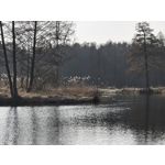 Zdjęcia użytkowników Nothing Phone (4a)