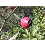 Zdjęcia użytkowników Nubia Red Magic 5S