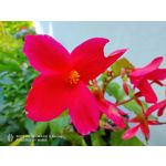 Zdjęcia użytkowników Nubia Red Magic 6R