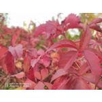 Zdjęcia użytkowników Nubia Red Magic 6S Pro