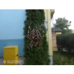 Zdjęcia użytkowników Nubia Red Magic 6S Pro