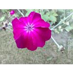 Zdjęcia użytkowników Nubia Red Magic 7S Pro