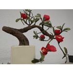 Zdjęcia użytkowników Nubia Red Magic 8 Pro Zdjęcia użytkowników Nubia Red Magic 8 Pro