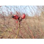 Zdjęcia użytkowników Nubia Red Magic 9 Pro+