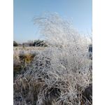 Zdjęcia użytkowników Nubia Z20
