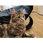 Zdjęcia użytkowników Nubia Z50