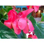 Zdjęcia użytkowników Nubia Red Magic 10 Air