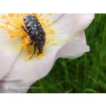 Zdjęcia użytkowników Nubia Red Magic 10 Air