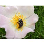 Zdjęcia użytkowników Nubia Red Magic 10 Air